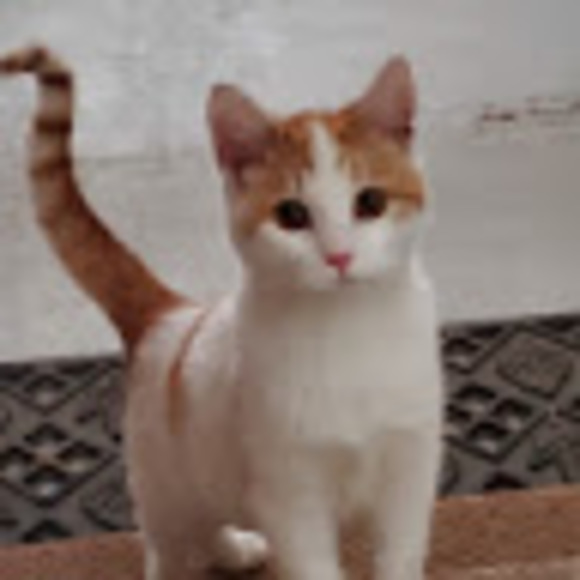 Meet your Posher, Vicky - Picture 1 of 1